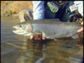 Alaska Fly Fishing - Big Rainbow Trout