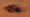 Red Boogieman Streamer Fly