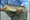 A five pound Brown Trout
