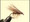 Elk Hair Fly