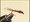Pheasant Tail Fly