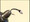 Zebra Midge