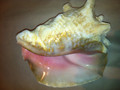 Conch Horn
