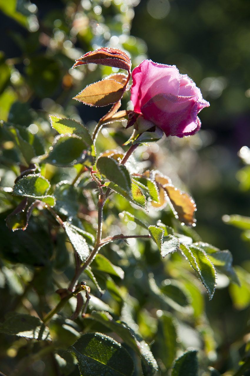Nearly Thornless Roses Page 1 Rose Sales Online