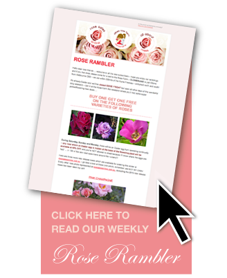 silkies-roserambler-2015-generic.png silkies-roserambler-2015-generic.png