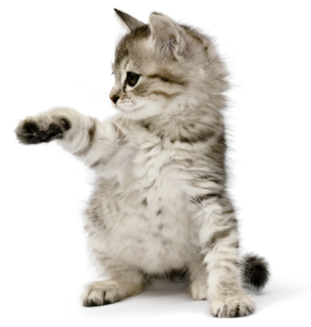 kitty2.fw-285x300.png kitty2.fw-285x300.png