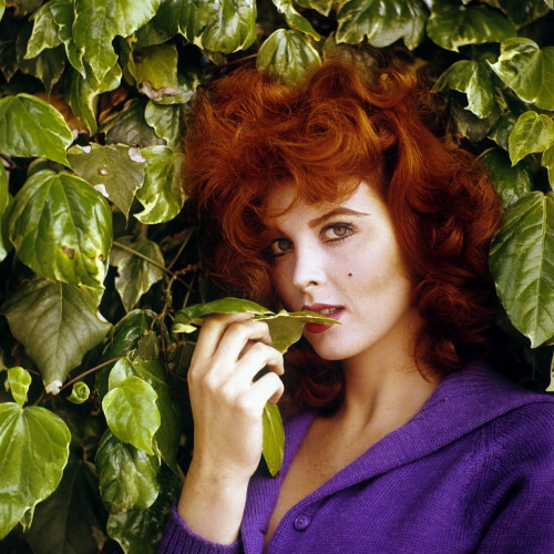 Picture of Tina Louise
