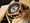 Invicta 0844 Force Collection Chronograph Gold Dial Black Polyurethane Watch