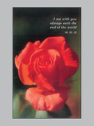 Memorial Cards: Red Rose