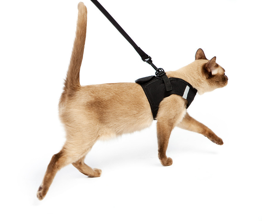 Reddit Com R Cats Get Rid Kitten Reddit Com R Cats Get Rid Kitten