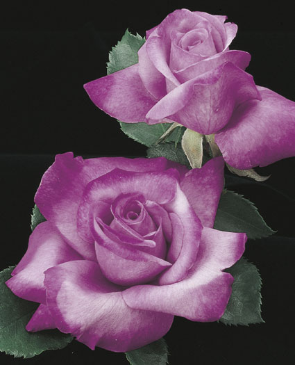 -fragrantplum.jpg -fragrantplum.jpg