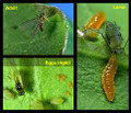 Aphid Predatory Midge - 1000 ea