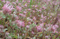 Rose Clover Seed