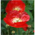 American Legion Poppy