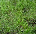 Creeping Red Fescue