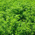 Alfalfa - Certified Organic