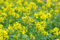 Common Yellow Mustard 