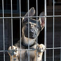Animal Management - General SWMS