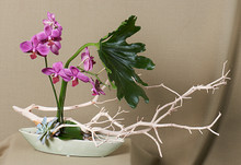 Striking combination of orchids and branch material. Artistic composition