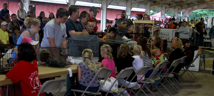 rooster-crowing-contest-geaugafair.jpg rooster-crowing-contest-geaugafair.jpg