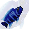 New Tech Kites - Blue Zebra windsock