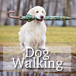 Dog Walking Guides Dog Walking Guides