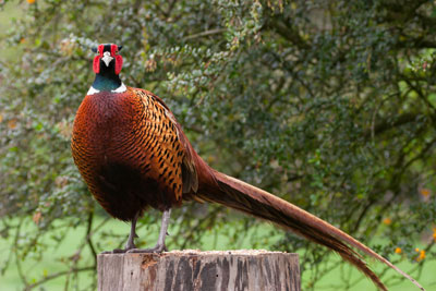 pheasant shooting and gamefowl shooting