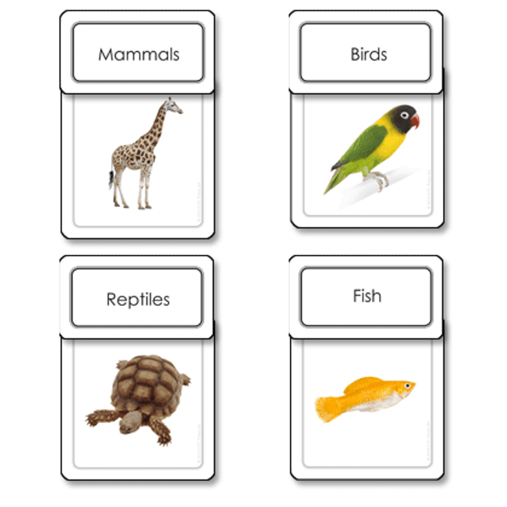 Five Classes of Vertebrates Sorting Cards pvc