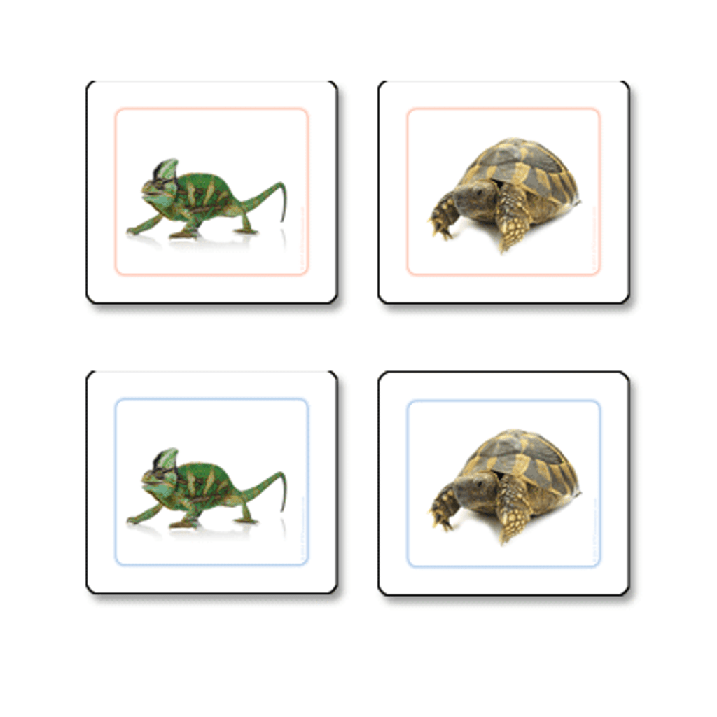 Reptiles Matching Cards pvc