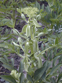 baizhi-yuantai-l.jpg baizhi-yuantai-l.jpg
