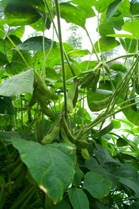 dandouchi ( fermented soybean)---淡豆豉