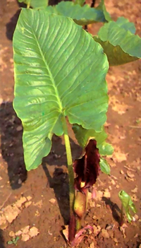 baifuzi (giant typhonium tuber)---禹白附