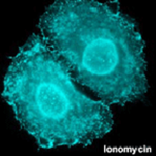 mTFP1-Annexin