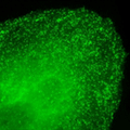 Clathrin-mWasabi