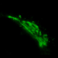 Golgi-mWasabi