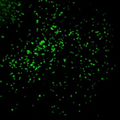 Peroxisomes-mWasabi