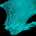 mTFP1-Alpha-Actinin