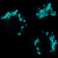mTFP1-Golgi