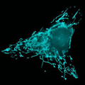 mTFP1-Mitochondria