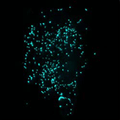 mTFP1-Peroxisomes