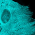 mTFP1-Tubulin