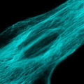 mTFP1-Vimentin