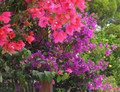 Incense - Flowers of Cyprus, 1 oz.