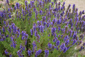 Incense - Hyssop, 1 oz.