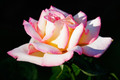 Incense - Blachernac Rose, 1oz.