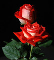 Incense - Rose, 1 oz.