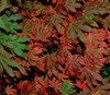 Dwarf Vine Maple