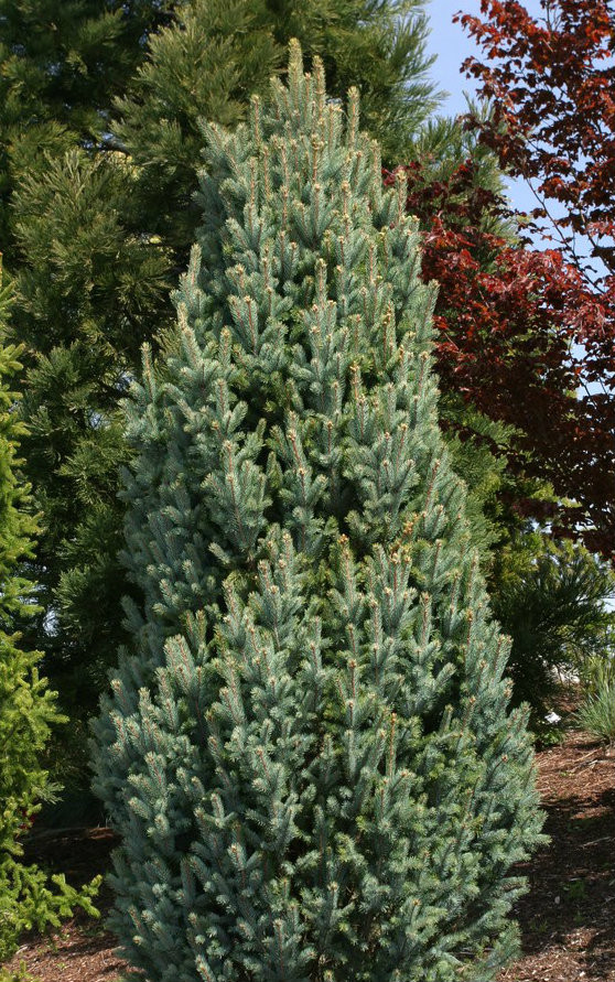 Picea pungens ' Fastigiata ' Narrow Colorado Blue Spruce Kigi Nursery