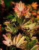 Sunny Sister Vine Maple