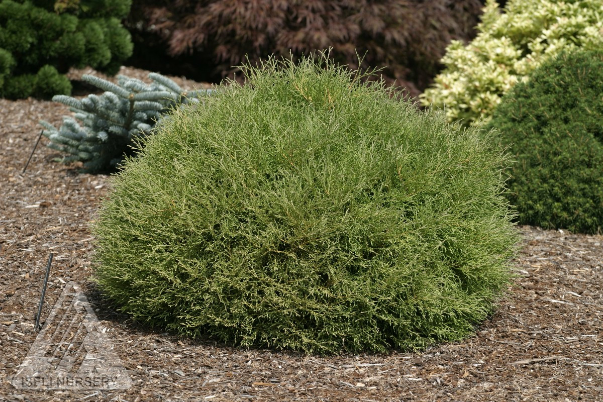 Thuja occidentalis ' Mr. Bowling Ball® ' Dwarf Eastern Arborvitae